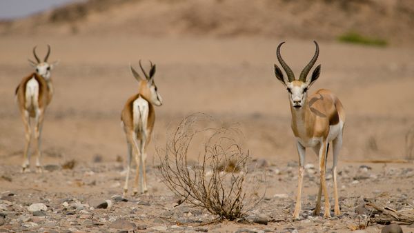 Die wilden Flüsse Afrikas - Hoanib