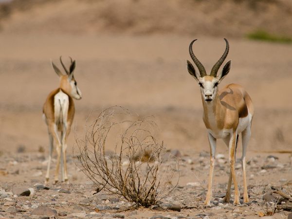 Die wilden Flüsse Afrikas - Hoanib