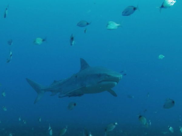 Shark Terror - Angriff des Weißen Hais - Episode 1