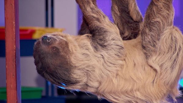 Are You Smarter Than a 5th Grader? - Zookeeper