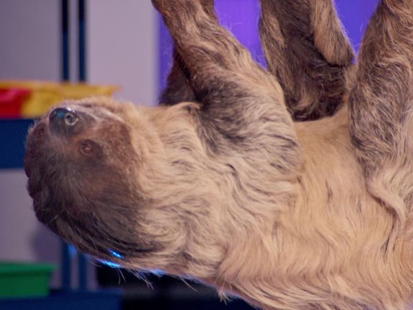 Are You Smarter Than a 5th Grader? - Zookeeper