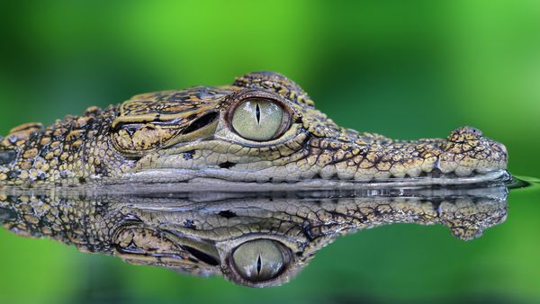 Helden der Evolution - Krokodile