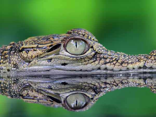 Helden der Evolution - Krokodile