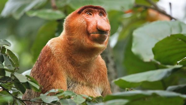 Helden der Evolution - Affen