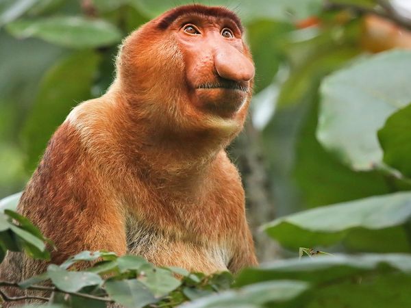 Helden der Evolution - Affen