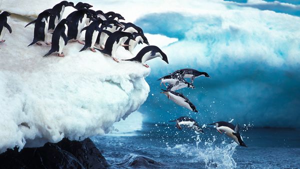 Helden der Evolution - Pinguine