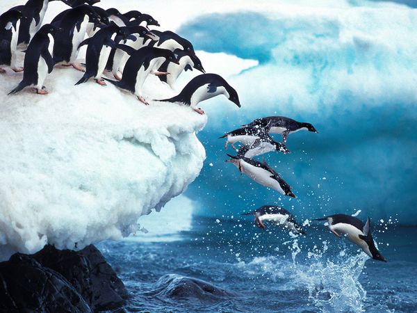 Helden der Evolution - Pinguine