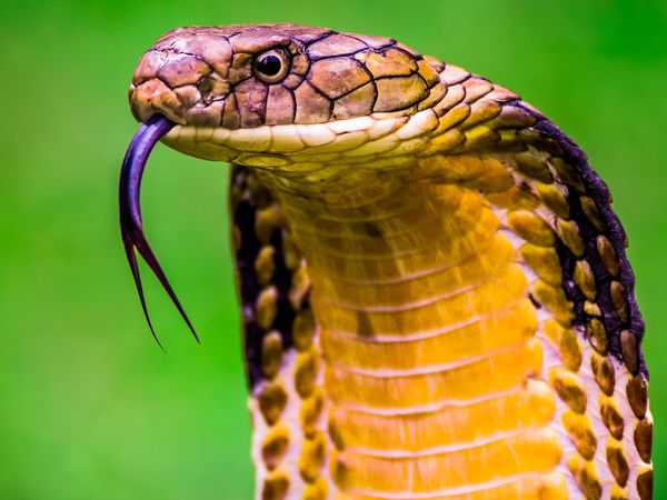 Helden der Evolution - Reptilien