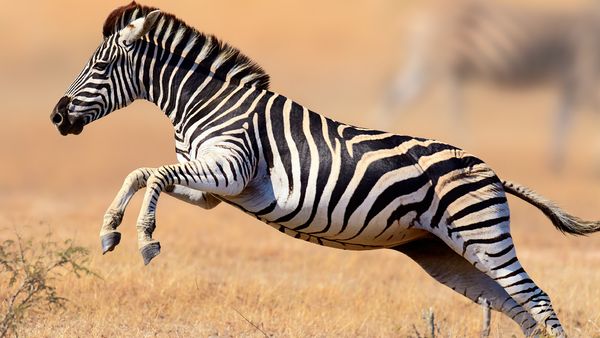 Helden der Evolution - Huftiere