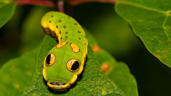 Helden der Evolution - Insekten