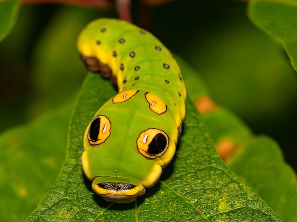 Helden der Evolution - Insekten