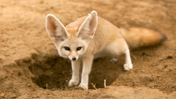 Helden der Evolution - Wildhunde
