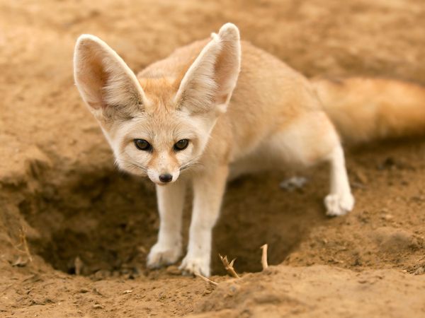 Helden der Evolution - Wildhunde
