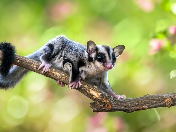 Helden der Evolution - Beuteltiere