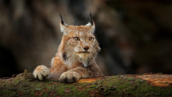 Helden der Evolution - Wildkatzen
