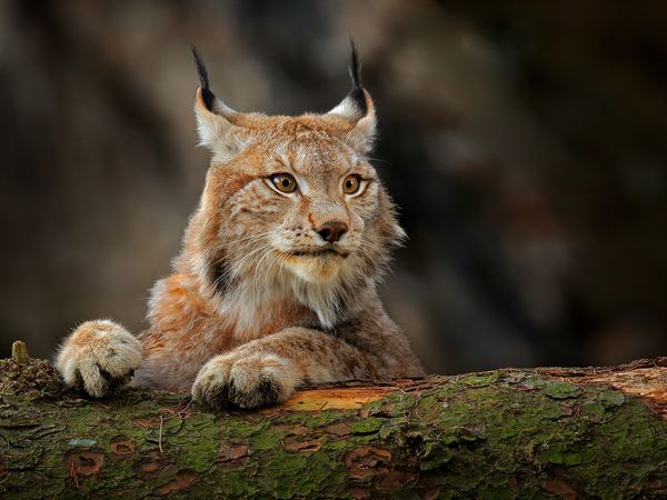 Helden der Evolution - Wildkatzen