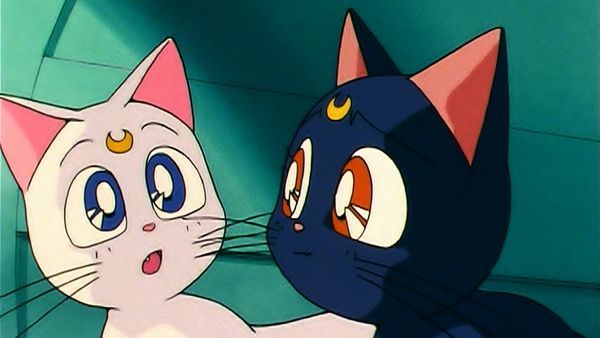 Sailor Moon (English Dubbed) - Artemis's Adventure: The Monster Animal Kingdom