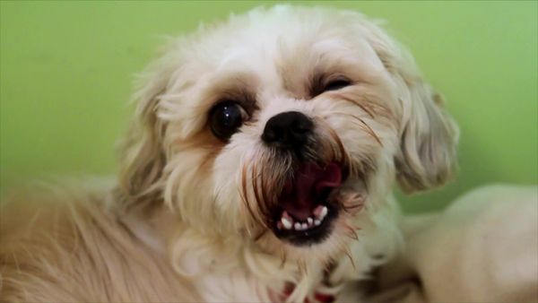 Paul O'Grady: For the Love of Dogs - Episode 1