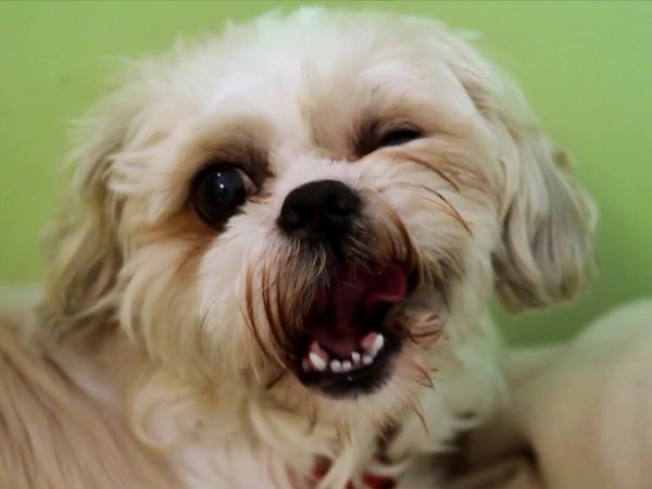 Paul O'Grady: For the Love of Dogs - Episode 1