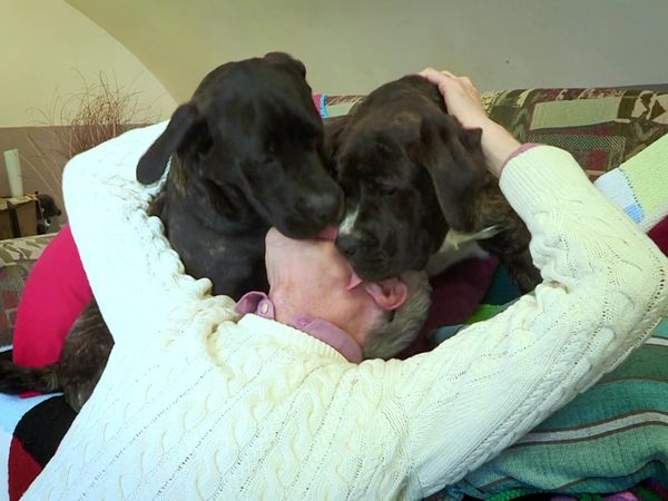 Paul O'Grady: For the Love of Dogs - Episode 2