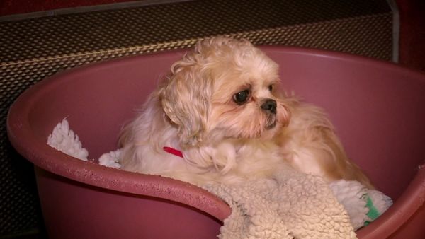 Paul O'Grady: For the Love of Dogs - Episode 5