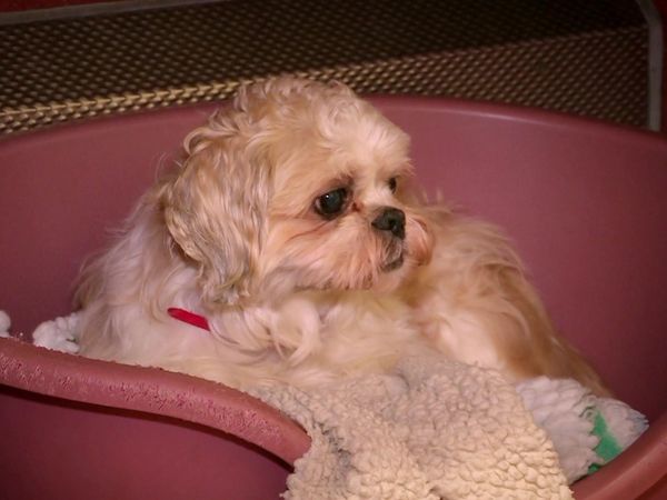 Paul O'Grady: For the Love of Dogs - Episode 5
