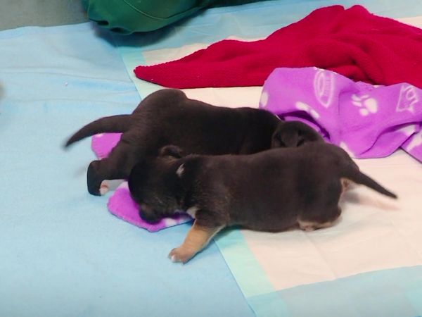 Paul O'Grady: For the Love of Dogs - Episode 6