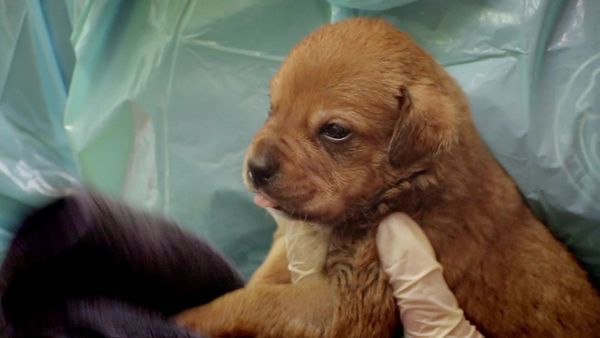 Paul O'Grady: For the Love of Dogs - Episode 8