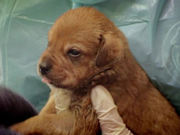 Paul O'Grady: For the Love of Dogs - Episode 8