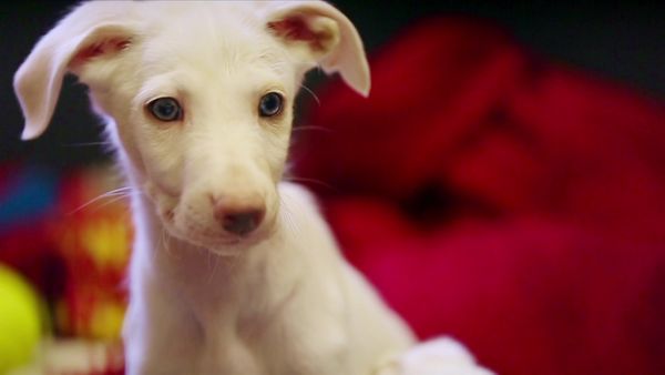 Paul O'Grady: For the Love of Dogs - Episode 9