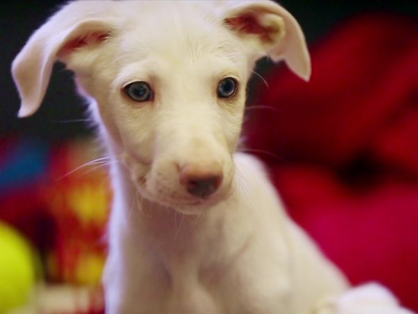 Paul O'Grady: For the Love of Dogs - Episode 9