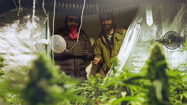 VICE in Italiano - Come i dealer di cannabis ad Amsterdam aggirano il limite dei 500g | WEEDIQUETTE
