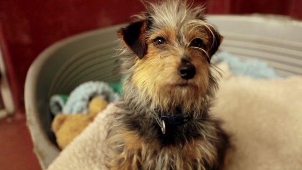 Paul O'Grady: For the Love of Dogs - Episode 2
