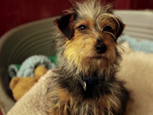 Paul O'Grady: For the Love of Dogs - Episode 2
