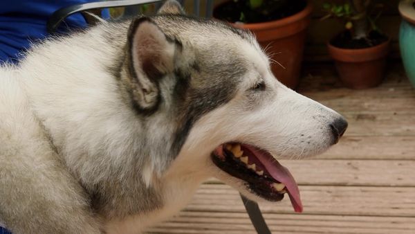 Paul O'Grady: For the Love of Dogs - Episode 7