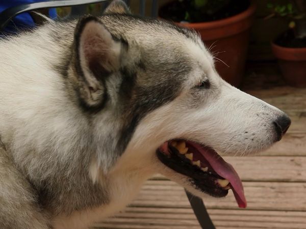 Paul O'Grady: For the Love of Dogs - Episode 7