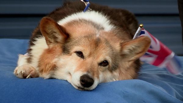 Paul O'Grady: For the Love of Dogs - Episode 8