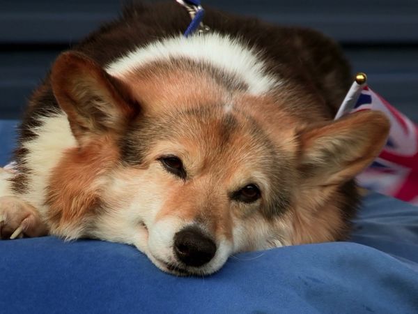 Paul O'Grady: For the Love of Dogs - Episode 8