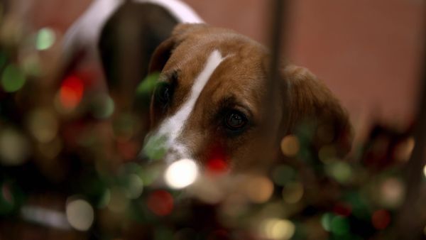 Paul O'Grady: For the Love of Dogs - Episode 9