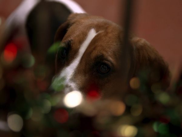 Paul O'Grady: For the Love of Dogs - Episode 9