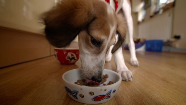 Paul O'Grady: For the Love of Dogs - Episode 2