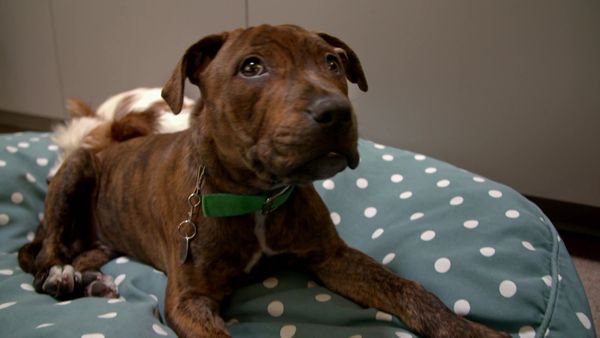 Paul O'Grady: For the Love of Dogs - Episode 4