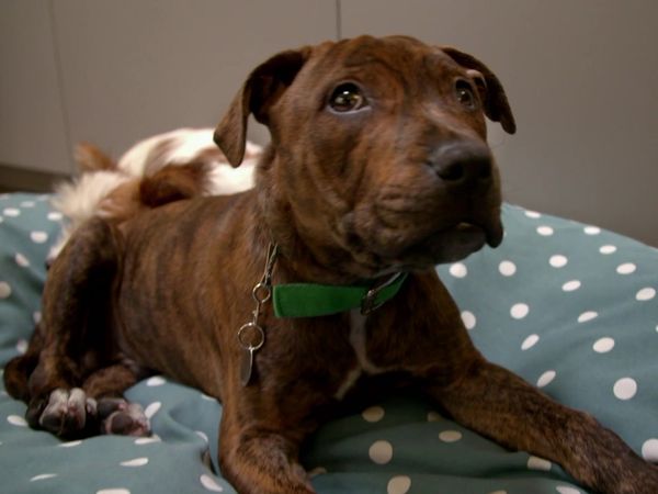 Paul O'Grady: For the Love of Dogs - Episode 4