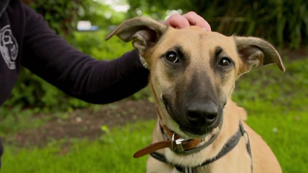 Paul O'Grady: For the Love of Dogs - Episode 5
