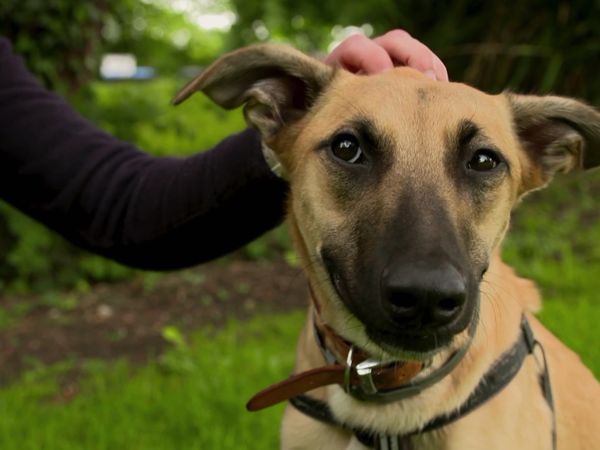 Paul O'Grady: For the Love of Dogs - Episode 5
