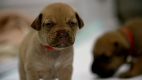 Paul O'Grady: For the Love of Dogs - Episode 6