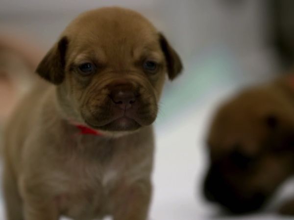Paul O'Grady: For the Love of Dogs - Episode 6