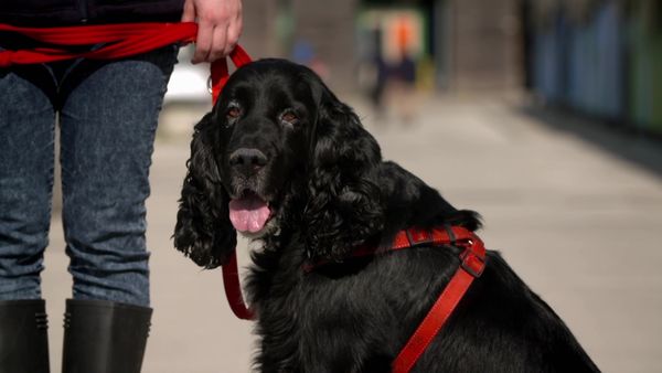 Paul O'Grady: For the Love of Dogs - Episode 7