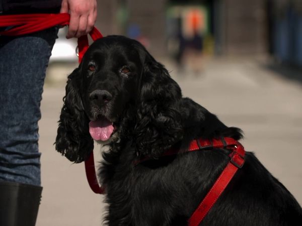 Paul O'Grady: For the Love of Dogs - Episode 7