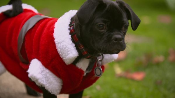 Paul O'Grady: For the Love of Dogs - Episode 9